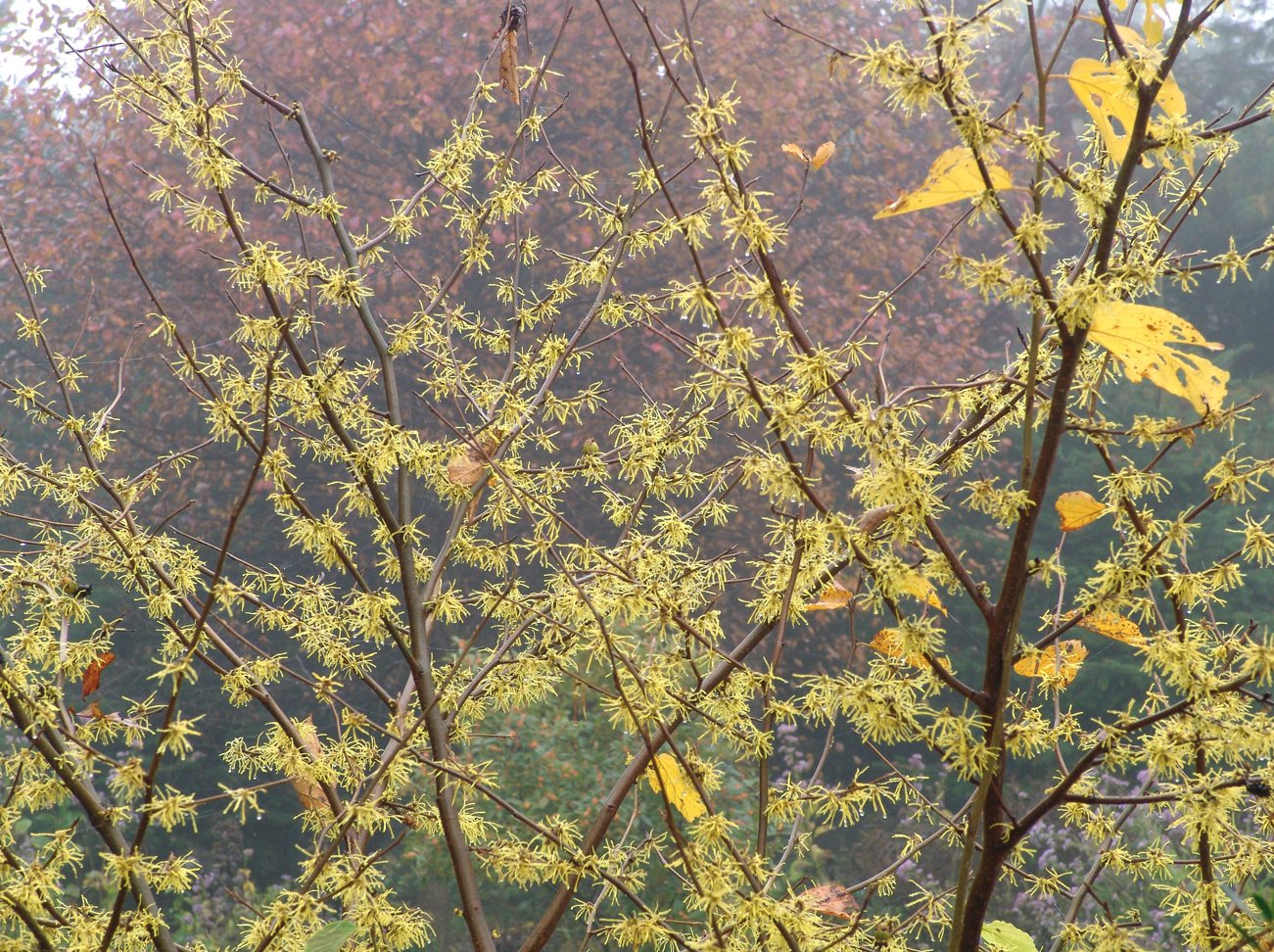 Hamamelis virginiana Rick Darke