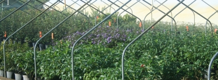 Forest View Nursery, Inc.